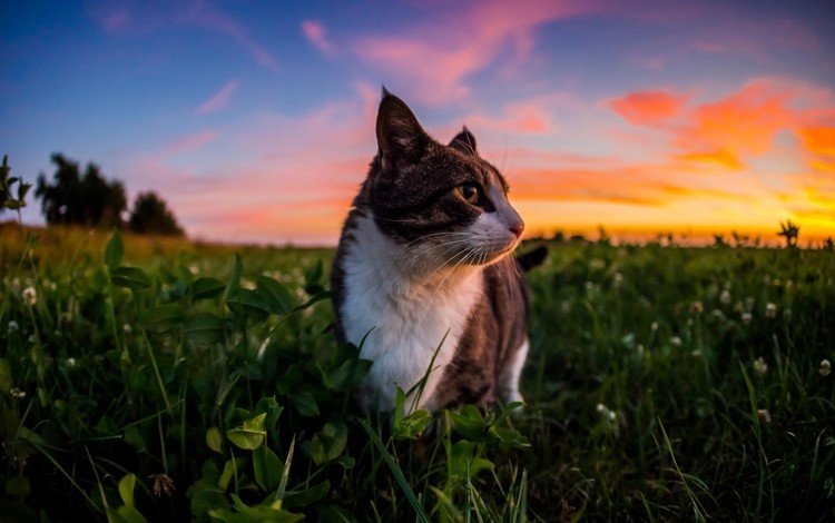небо, трава, облака, природа, закат, кот, кошка, the sky, grass, clouds, nature, sunset, cat