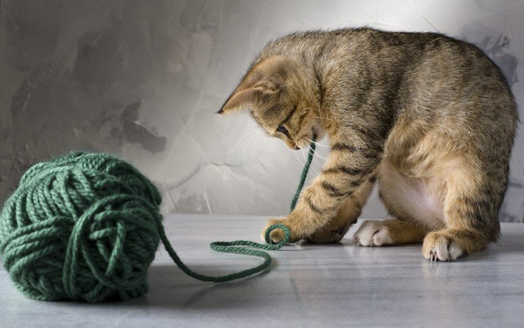 кот, кошка, котенок, клубок, нитки, cat, kitty, tangle, thread