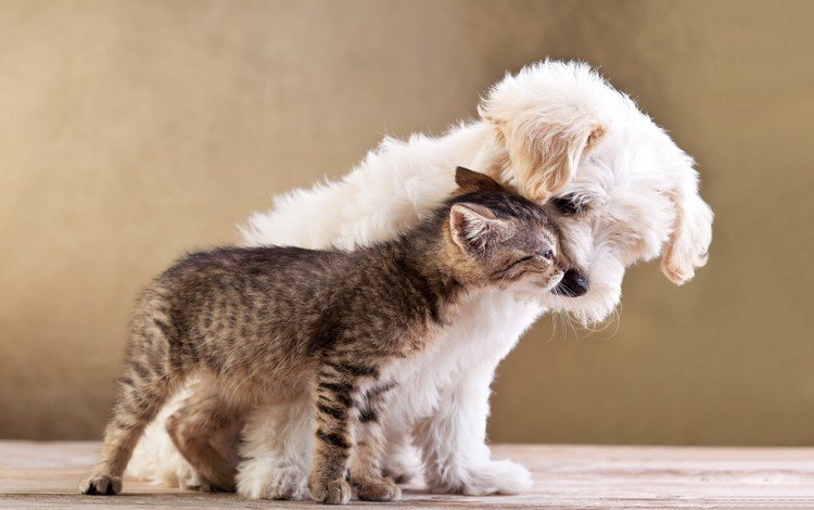 животные, кот, кошка, котенок, собака, щенок, пес, друзья, animals, cat, kitty, dog, puppy, friends