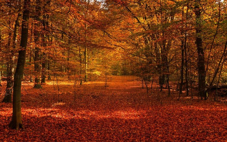 деревья, лес, листва, осень, осенние листья, осенний лес, trees, forest, foliage, autumn, autumn leaves, autumn forest
