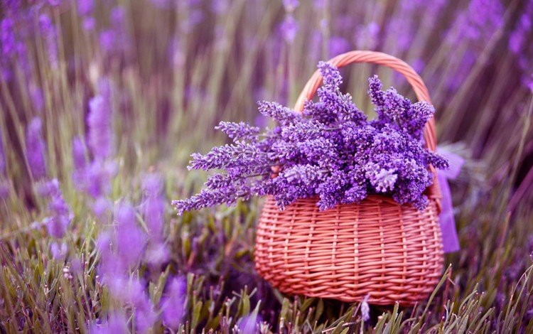 цветы, лаванда, корзина, фиолетовые, букет лаванды, flowers, lavender, basket, purple, bouquet of lavender