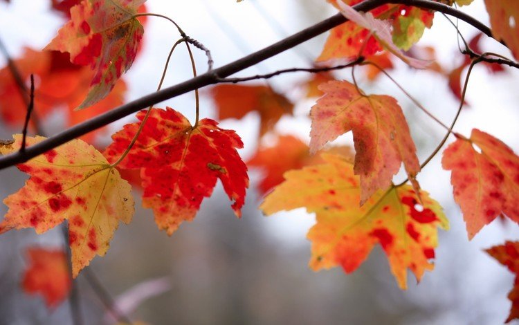 ветка, природа, листья, осень, клен, кленовый лист, branch, nature, leaves, autumn, maple, maple leaf