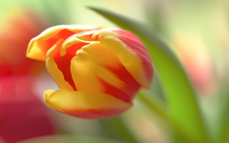 цветок, лепестки, размытость, бутон, тюльпан, flower, petals, blur, bud, tulip