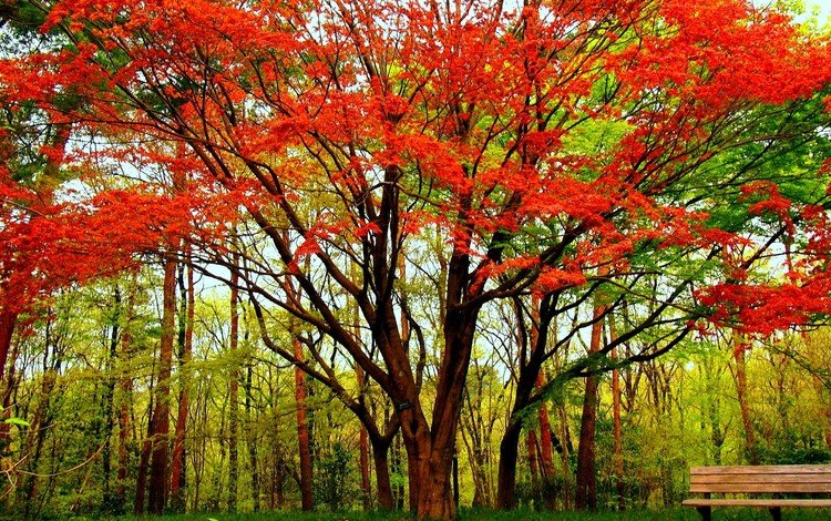деревья, дерево, парк, осень, скамейка, клен, trees, tree, park, autumn, bench, maple