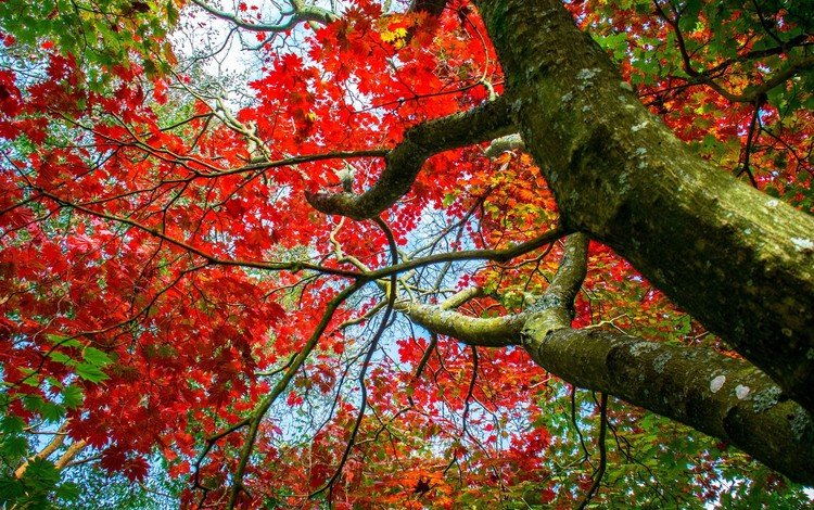дерево, ветки, осень, клен, tree, branches, autumn, maple