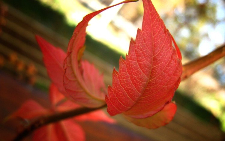 ветка, природа, листья, осень, боке, осенние листья, branch, nature, leaves, autumn, bokeh, autumn leaves