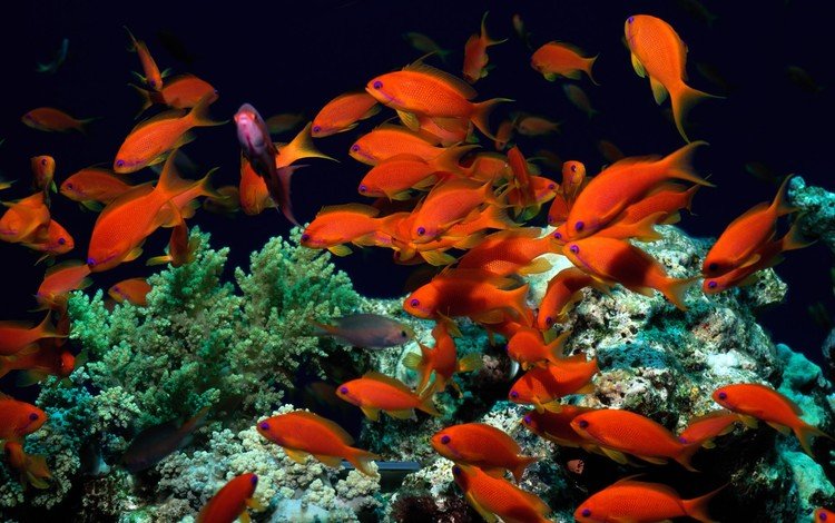 рыбки, рыбы, кораллы, водоросли, подводный мир, fish, corals, algae, underwater world