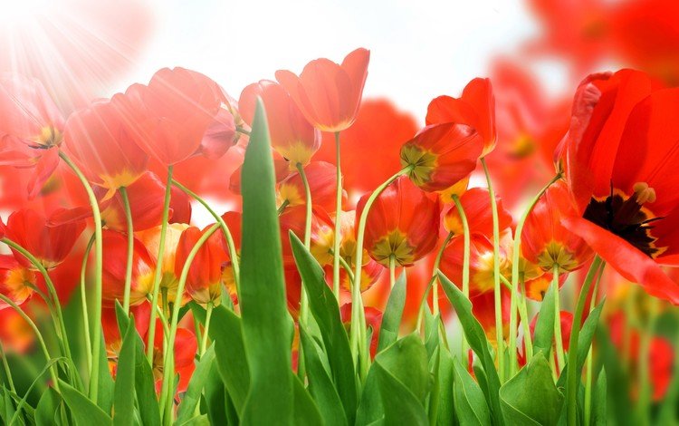 цветы, бутоны, лепестки, весна, тюльпаны, солнечные лучи, flowers, buds, petals, spring, tulips, the sun's rays