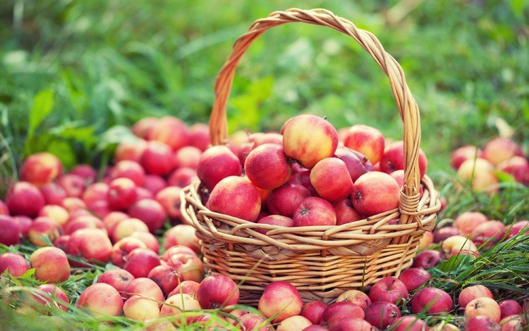 трава, фрукты, яблоки, урожай, плоды, корзинка, корзинка с яблоками, grass, fruit, apples, harvest, basket, basket with apples