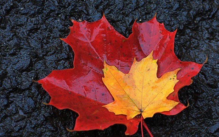 желтый, листья, осень, красный, кленовые листья, yellow, leaves, autumn, red, maple leaves