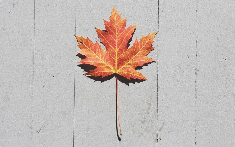 осень, лист, кленовый лист, деревянная поверхность, autumn, sheet, maple leaf, wooden surface