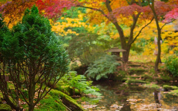 деревья, вода, река, ручей, осень, япония, сад, trees, water, river, stream, autumn, japan, garden