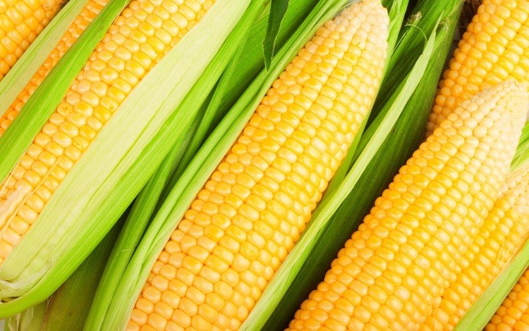 спелая, кукуруза, злак, крупным планом, початок, овощ, ripe, corn, cereal, closeup, the cob
