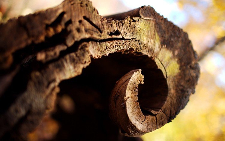 дерево, текстура, кора, древесина, кора дерева, tree, texture, bark, wood, tree bark