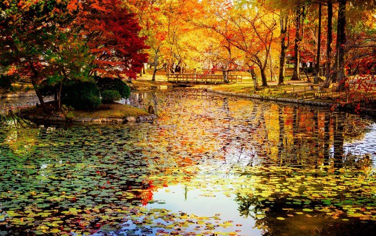 деревья, листья, парк, мост, осень, япония, пруд, окаяма, trees, leaves, park, bridge, autumn, japan, pond