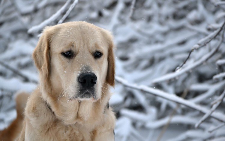 глаза, пес, нос, морда, порода, снег, голова, природа, ретривер, лес, зима, снежинки, собака, eyes, nose, face, breed, snow, head, nature, retriever, forest, winter, snowflakes, dog