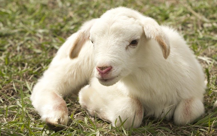 трава, белая, овечка, овца, ягнёнок, grass, white, sheep, lamb