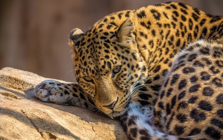 морда, лежит, леопард, хищник, большая кошка, face, lies, leopard, predator, big cat