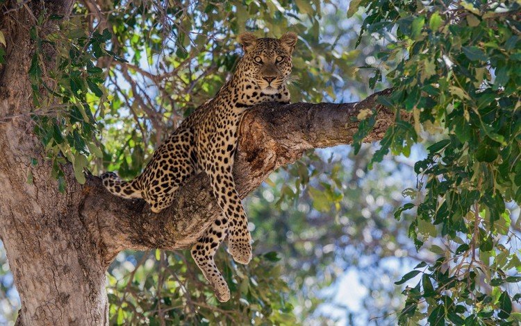 ветка, дерево, лежит, леопард, хищник, большая кошка, branch, tree, lies, leopard, predator, big cat