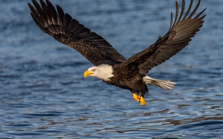 вода, полет, крылья, орел, птица, клюв, перья, белоголовый орлан, water, flight, wings, eagle, bird, beak, feathers, bald eagle
