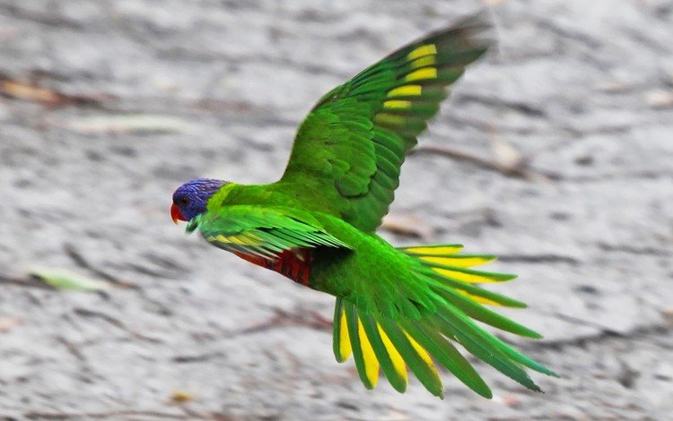 зелёный, полет, крылья, птица, клюв, перья, австралия, попугай, green, flight, wings, bird, beak, feathers, australia, parrot