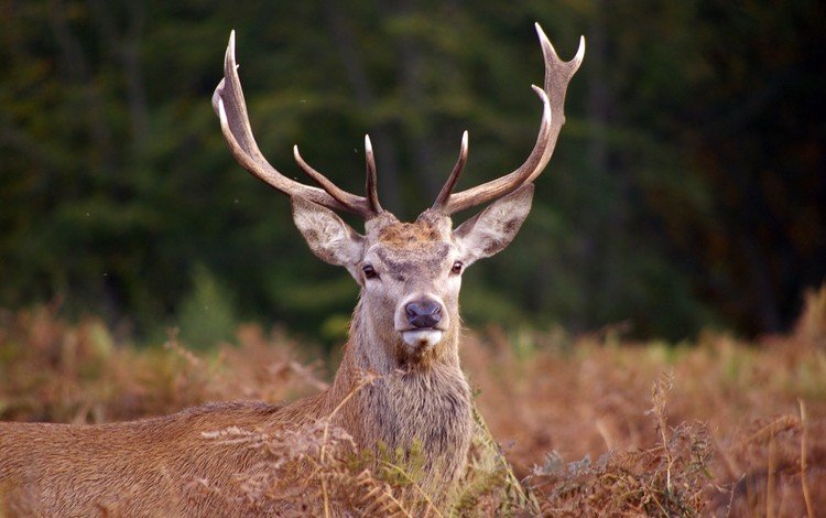 морда, олень, взгляд, рога, сухая трава, благородный олень, face, deer, look, horns, dry grass, red deer