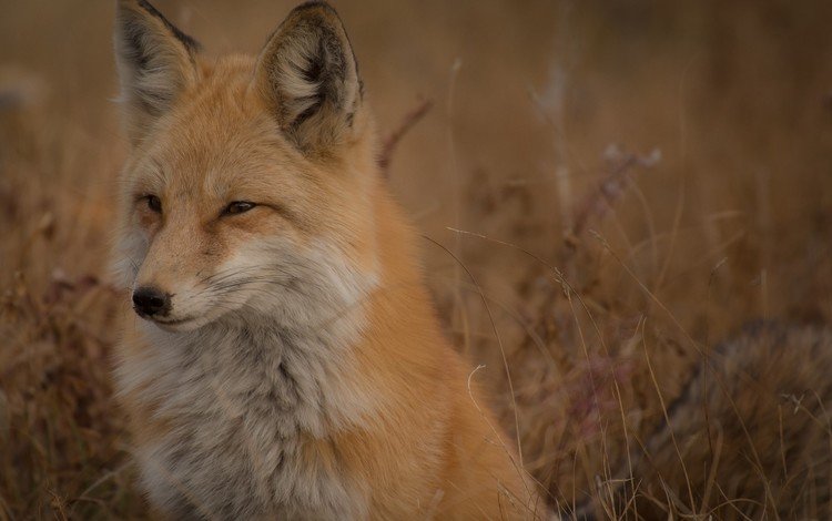 мордочка, взгляд, лиса, лисица, сухая трава, muzzle, look, fox, dry grass