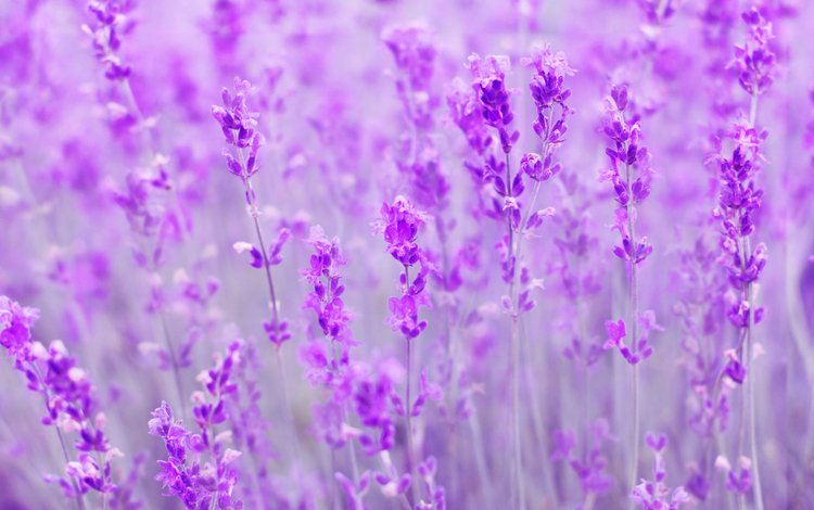 цветы, поле, лаванда, размытость, flowers, field, lavender, blur