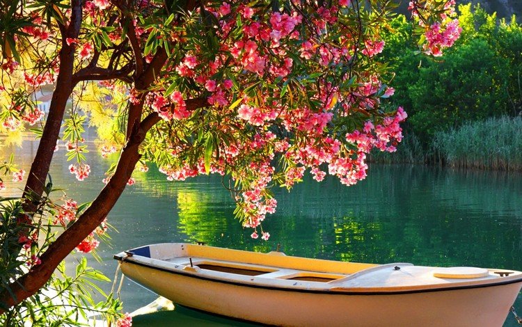 деревья, река, цветение, отражение, лодка, лодка на озере, trees, river, flowering, reflection, boat, boat on the lake