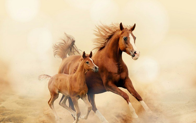лошадь, лошади, кони, пыль, грива, бег, копыта, жеребенок, horse, horses, dust, mane, running, hooves, foal