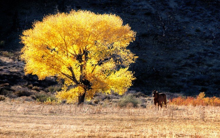 лошадь, дерево, поле, осень, конь, сухая трава, лошадь возле дерева, horse, tree, field, autumn, dry grass, the horse near the tree