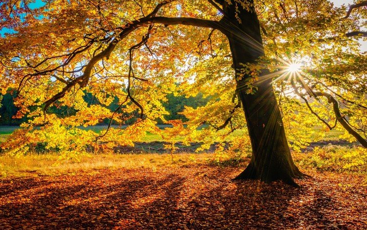 дерево, осень, солнечные лучи, осенние листья, осенний лес, tree, autumn, the sun's rays, autumn leaves, autumn forest