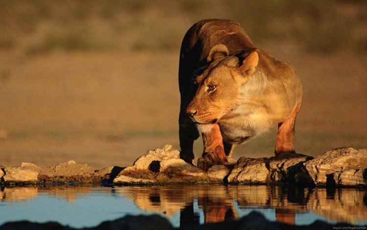 хищник, большая кошка, лев, водопой, львица, predator, big cat, leo, drink, lioness
