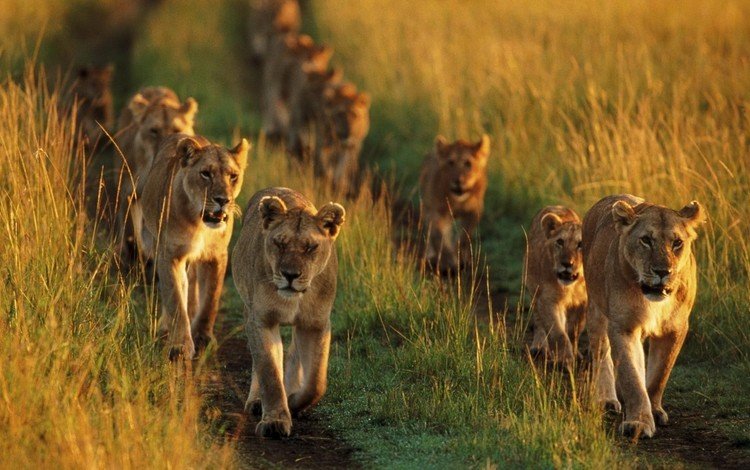 трава, львы, лев, львята, львица, детеныши, прайд, grass, lions, leo, the cubs, lioness, cubs, pride