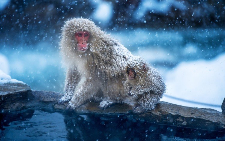 снег, зима, обезьяна, детеныш, японский макак, снежная обезьяна, snow, winter, monkey, cub, japanese macaques, a snow monkey