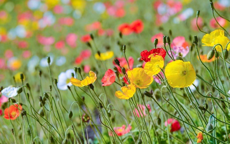 цветы, маковое поле, бутоны, лепестки, красные, маки, розовые, стебли, желтые, flowers, poppy field, buds, petals, red, maki, pink, stems, yellow
