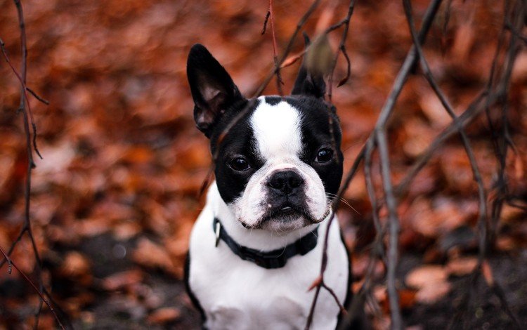 бостон терьер, мордочка, ветки, взгляд, собака, щенок, ошейник, бостон-терьер, осенние листья, muzzle, branches, look, dog, puppy, collar, boston terrier, autumn leaves
