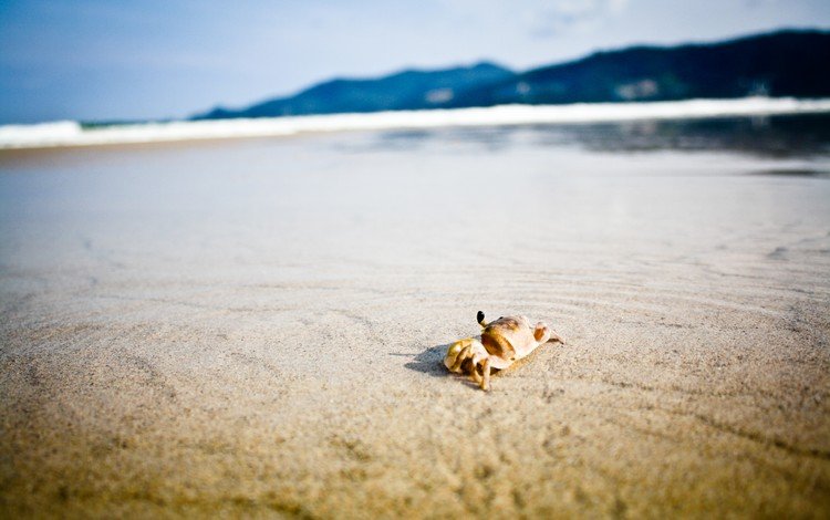 природа, краб на пляже, берег, море, песок, пляж, горизонт, краб, клешни, nature, crab on the beach, shore, sea, sand, beach, horizon, crab, claws