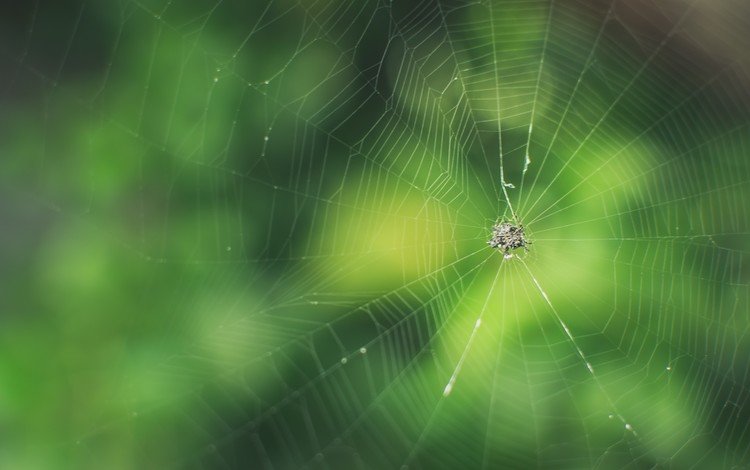макро, фон, размытость, паук, паутина, macro, background, blur, spider, web