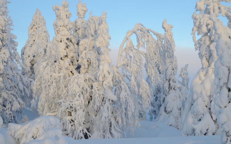 деревья, снег, природа, лес, зима, trees, snow, nature, forest, winter