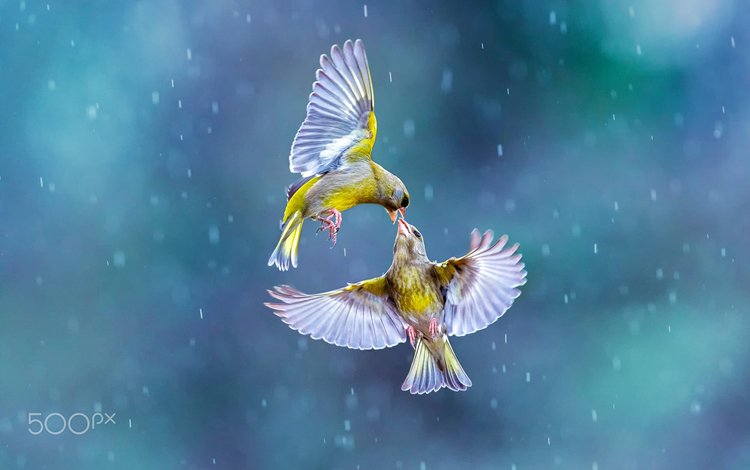 полет, marco redaelli, крылья, птицы, клюв, дождь, перья, поцелуй, зеленушка, flight, wings, birds, beak, rain, feathers, kiss, zelenushka