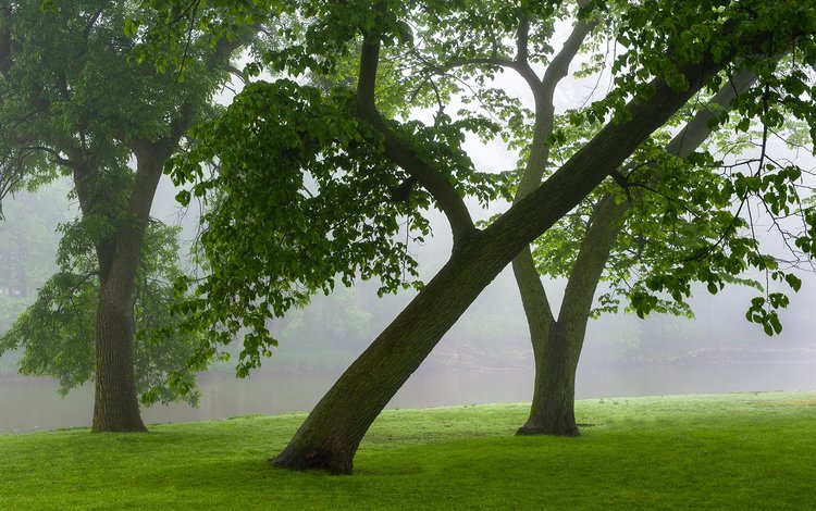 деревья, природа, пейзаж, утро, туман, ветки, стволы, зеленые листья, trees, nature, landscape, morning, fog, branches, trunks, green leaves
