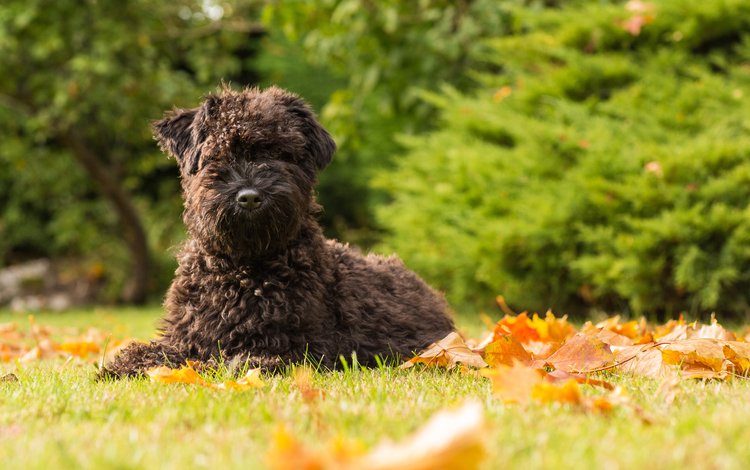 мордочка, взгляд, собака, терьер, осенние листья, керри-блю-терьер, muzzle, look, dog, terrier, autumn leaves, kerry blue terrier