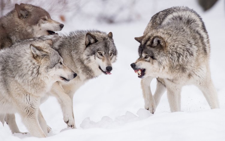 снег, природа, хищник, волки, стая, волк, snow, nature, predator, wolves, pack, wolf