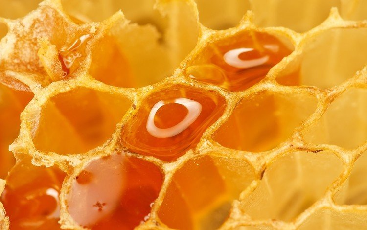 соты, сладкое, мед, крупным планом, cell, sweet, honey, closeup