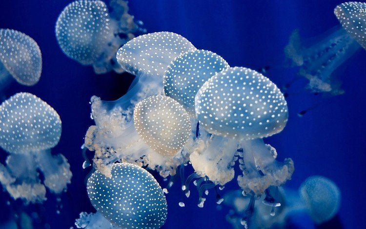 море, океан, медуза, медузы, подводный мир, sea, the ocean, medusa, jellyfish, underwater world