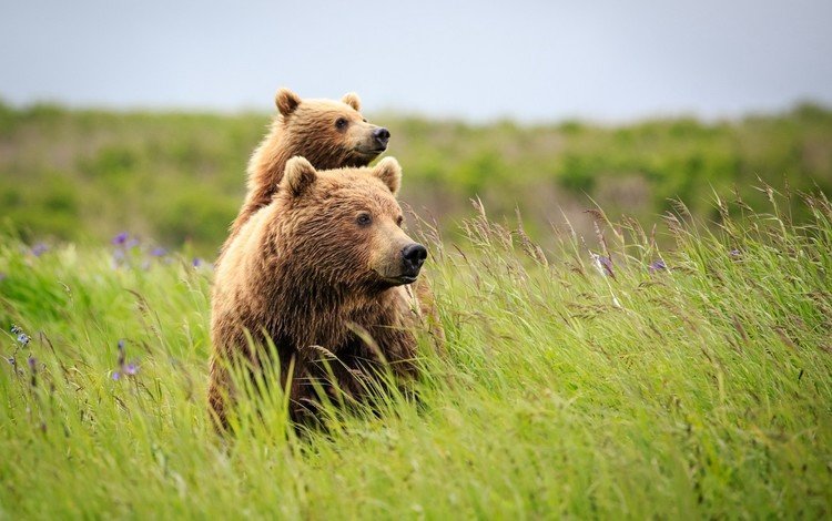 трава, природа, лето, медведь, полевые цветы, медведи, grass, nature, summer, bear, wildflowers, bears