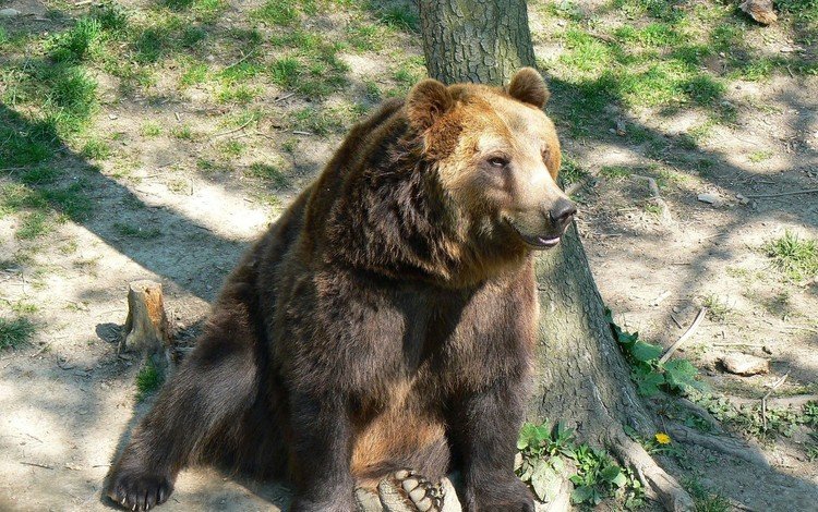 морда, дерево, лапы, медведь, бурый медведь, сидя, face, tree, paws, bear, brown bear, sitting
