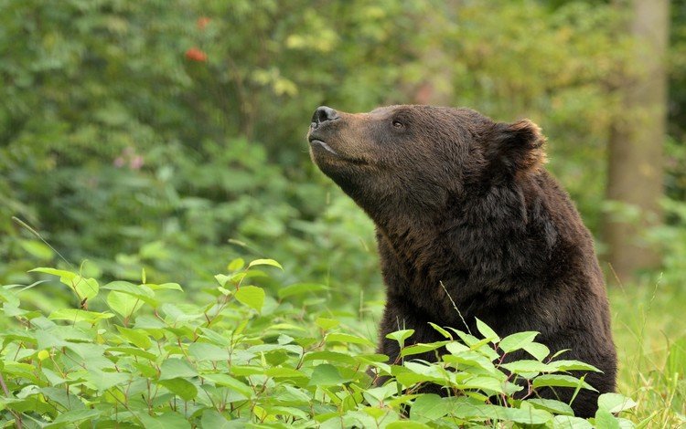 морда, медведь, животное, зеленые листья, дикая природа, face, bear, animal, green leaves, wildlife
