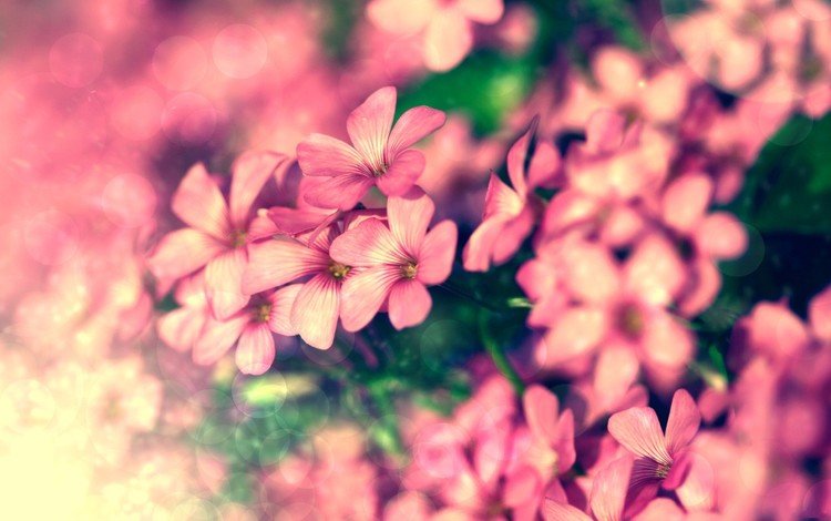 цветы, лепестки, розовые, крупный план, боке, герань, flowers, petals, pink, close-up, bokeh, geranium